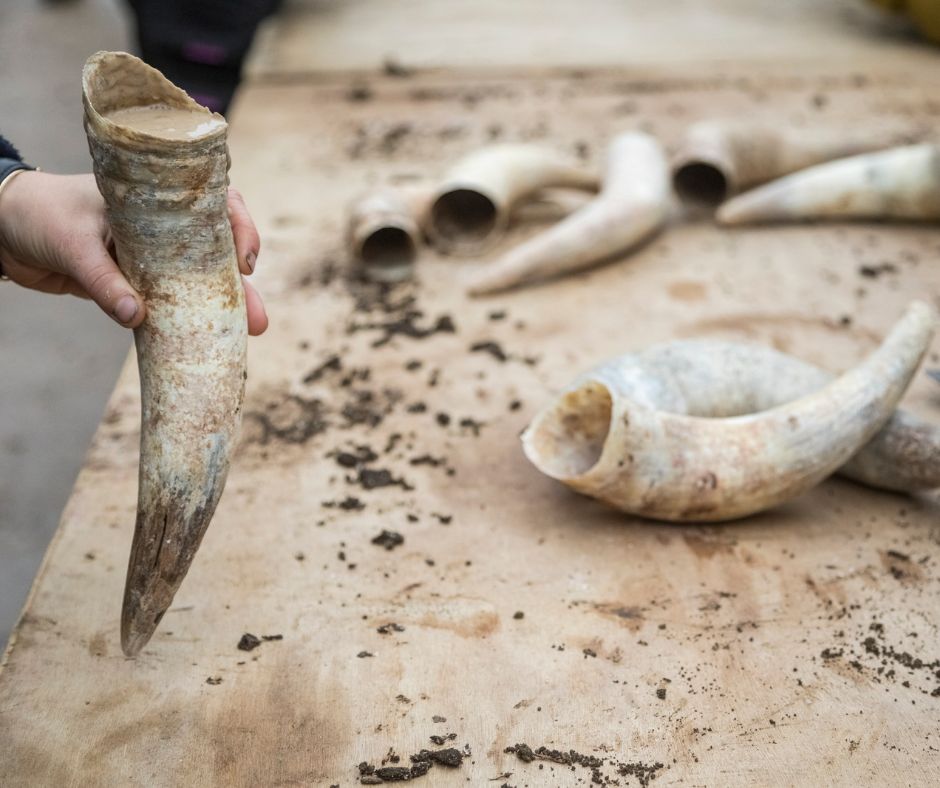 Cow horns being filled for biodynamic farming